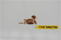 藏品(絨毛近方蟹)的圖片